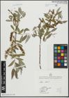Foto von Salix alba L.